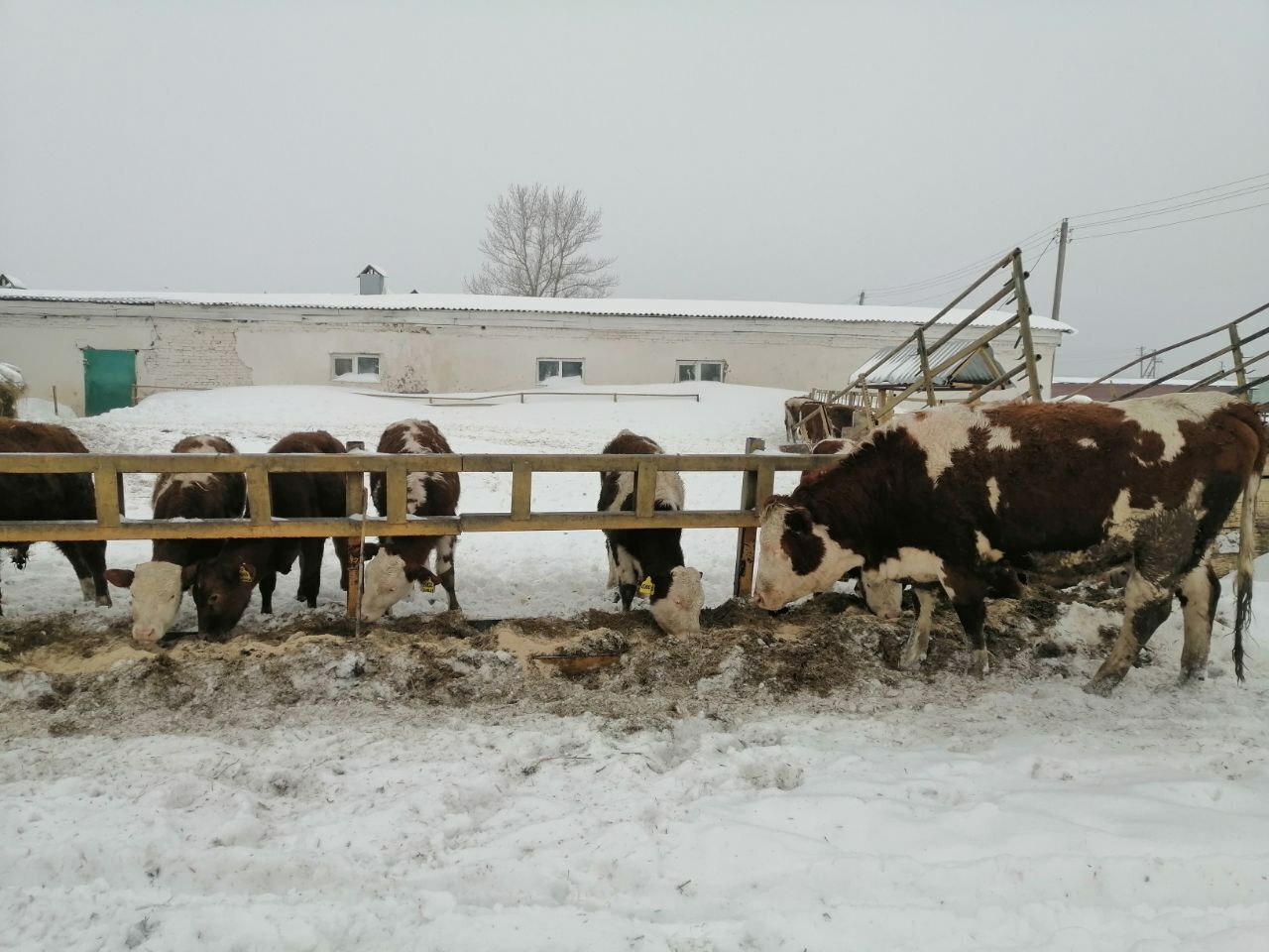 Мал ҡышлатыу - яуаплы осор