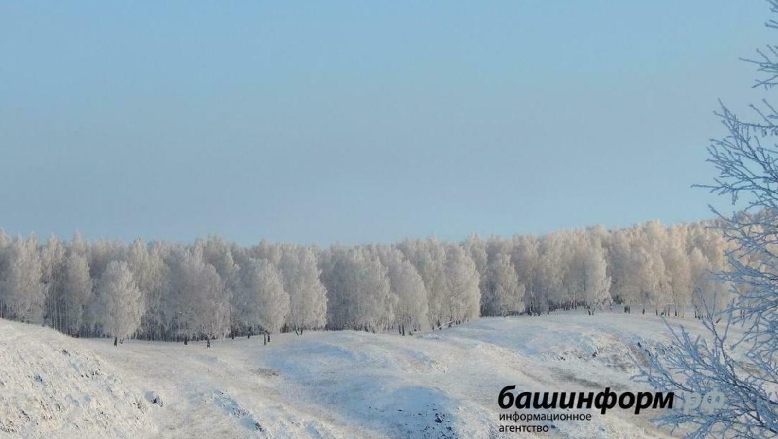 Охотникам будут платить за отстрел лис