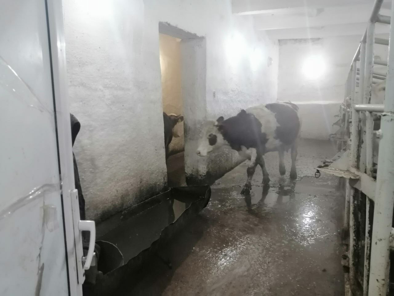 Мал ҡышлатыу - яуаплы осор