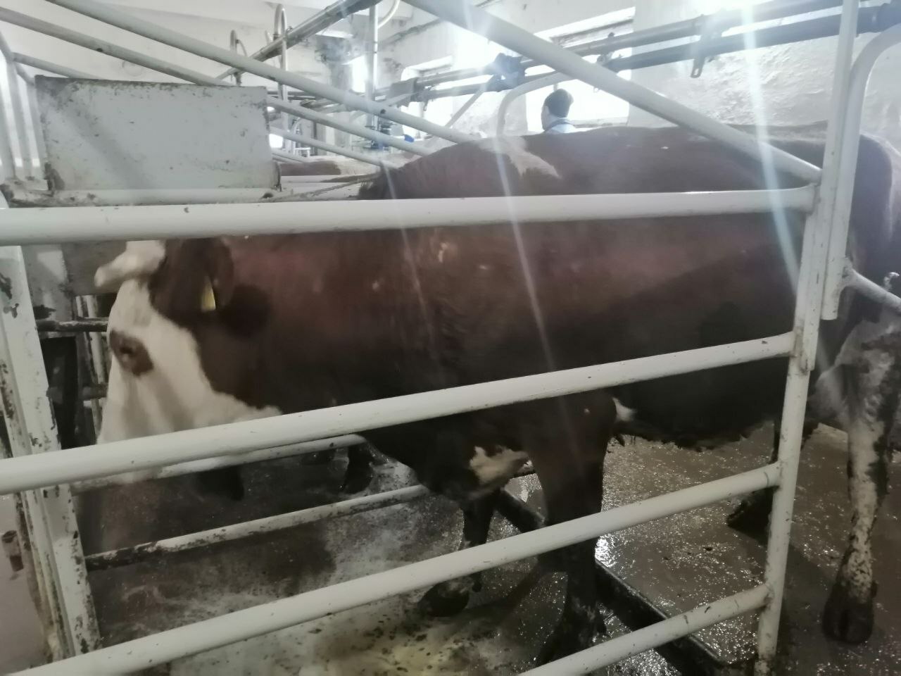 Мал ҡышлатыу - яуаплы осор