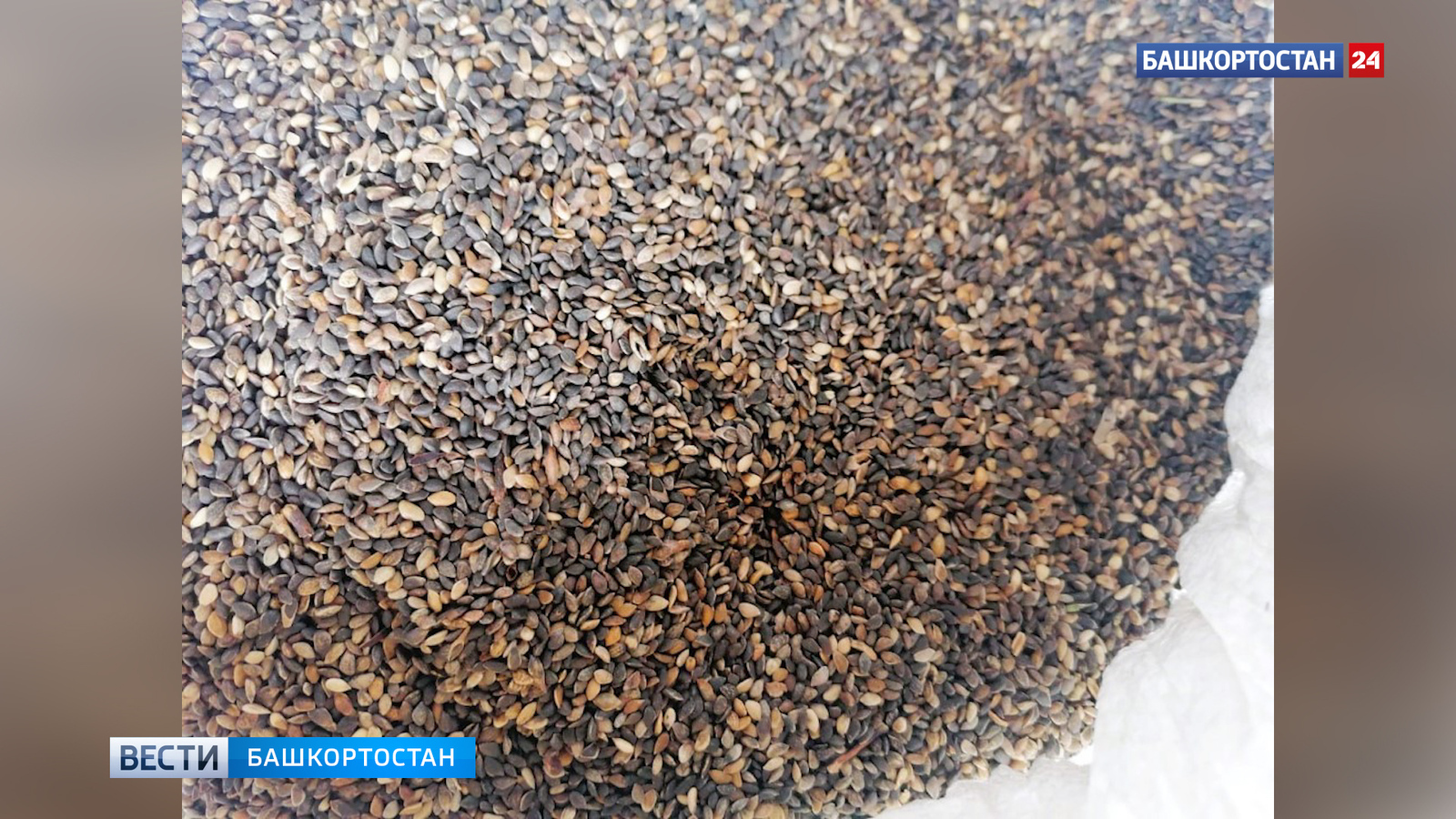 2025 йылда республикала 3,2 тоннаға яҡын урман үҫемлектәре орлоғо әҙерләнгән