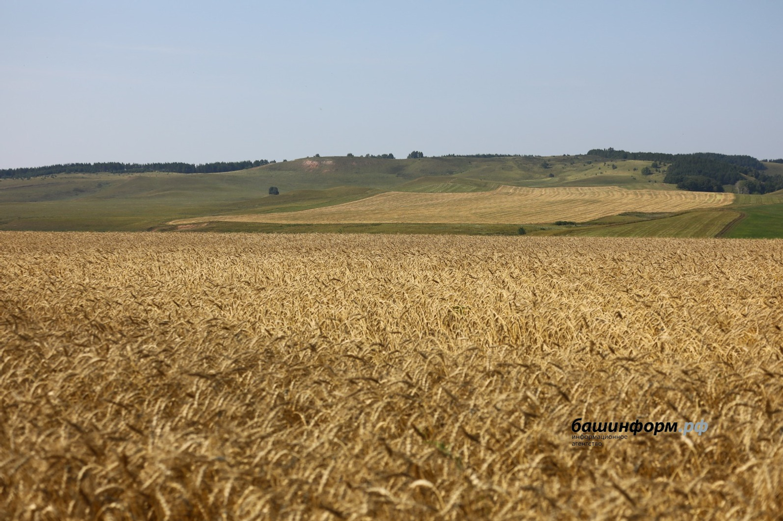 Пшеницу из Башкирии посадят в Казахстане