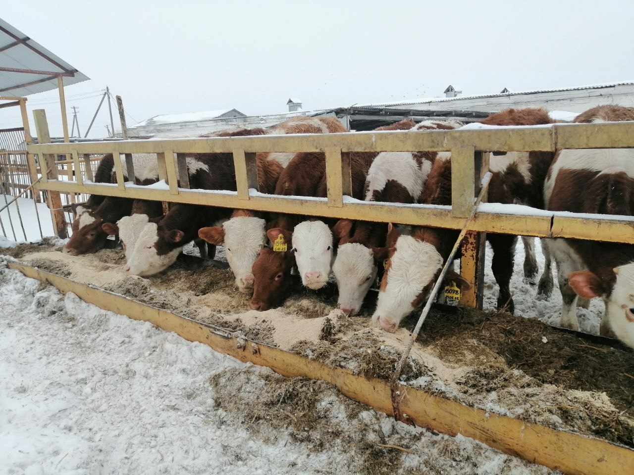 Мал ҡышлатыу - яуаплы осор