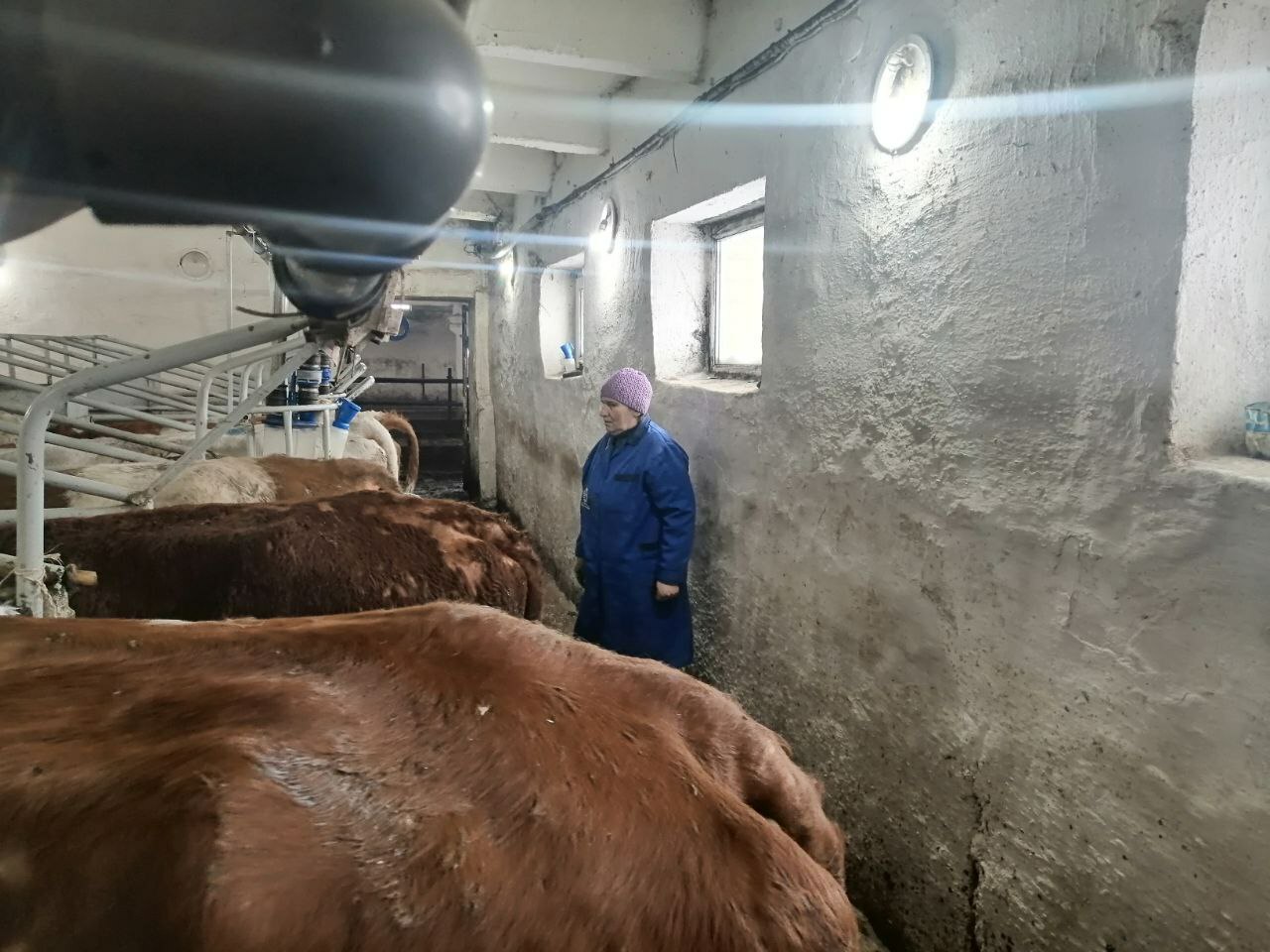 Мал ҡышлатыу - яуаплы осор